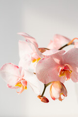 Phalaenopsis coral orchid on white background.