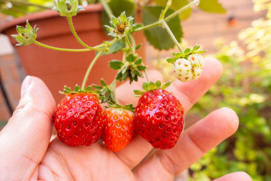 Hand With Strawberry Plant.