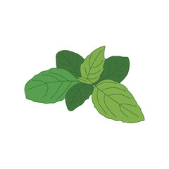 Fresh basil leaves isolated on white background. Vector illustration of basil leaves.
