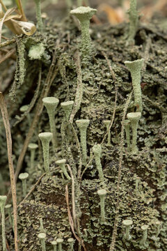 Chrobotek strzępiasty (cladonia fimbriata), Roztocze, 
