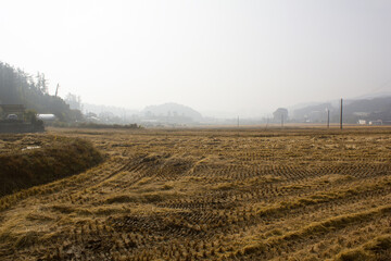paddy field after harvest. A view of the foggy countryside.