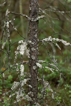 Porosty, pustułka pęcherzykowata (Hypogymnia physode), grzyby, lichenologia, porosty epifityczne, stary, 