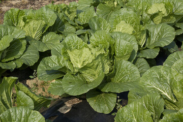 Naklejka premium close up of fresh chinese cabbage in the field.