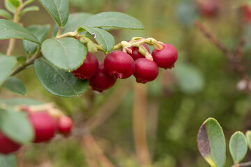 Borówka brusznica ( Vaccinium vitis-idaea ), świeże, zdrowe, naturalne owoce, witaminy, dieta, antocyjany, Roztocze