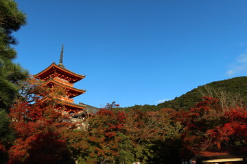 Fototapeta premium A Japanese temple in Kyoto : autumnal leaves and Sanjyu-no-to Three-story Pagoda in the precincts of Kiyomizu-dera Temple in Kyoto City in Japan 日本の京都市にある寺：清水寺の境内にある三重塔と紅葉の風景