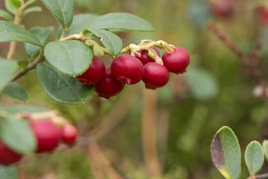 Bor&oacute;wka brusznica ( Vaccinium vitis-idaea ), świeże, zdrowe, naturalne owoce, witaminy, dieta, antocyjany, Roztocze