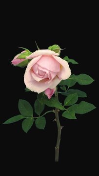 Time lapse of resurrection of pink Polka rose branch with ALPHA transparency channel isolated on black background, vertical orientation