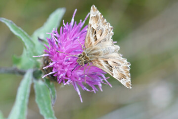 Closeup on mallow skipper butterfly, Carcharodus alceae, sitting on a purple knapweed flower