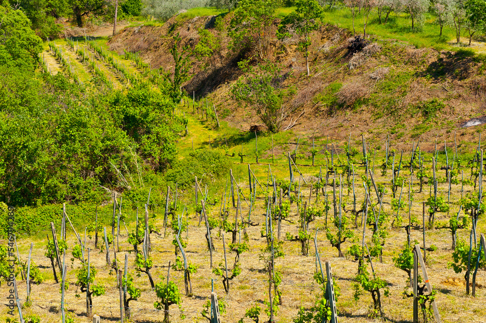 Canvas Prints vineyard