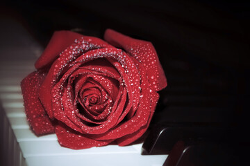 Red rose on piano keys on valentines day.