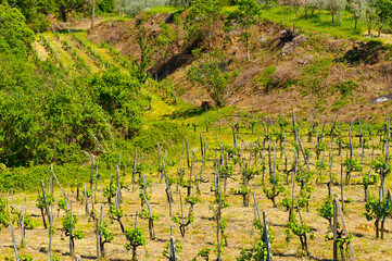 Vineyard