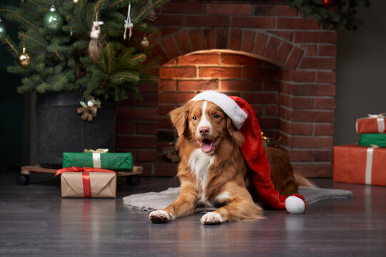 dog by the fireplace and Christmas tree. Christmas atmosphere with a Nova Scotia Duck Tolling Retriever