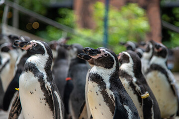 Naklejka premium Penguin parade in the zoo