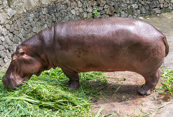 Hippopotamus (Hippopotamus amphibius) in the zoo