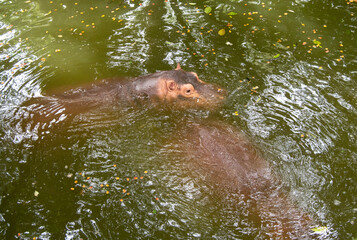 Fototapeta premium Hippopotamus (Hippopotamus amphibius) in the zoo