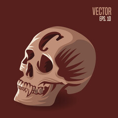 Skull Alphabet C Illustration