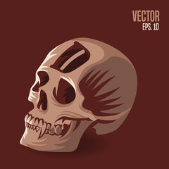 Skull Alphabet D Illustration