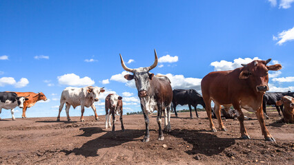 Farm Cattle Animal Herd On Bare Earth Grass Fields Gone Due To Construction and Industrial Expansion into Countryside.