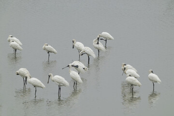 A flock of black-faced spoonbills rests or feeds in the water. Black beaks of birds. Beimen wetland, Tainan city, Taiwan.