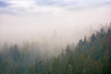 Naklejka na ściany i meble coniferous forest in autumn. gloomy weather with overcast sky. foggy nature background