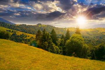 Fototapeta na wymiar forest on the grassy meadow at sunset. green summer landscape in mountains in evening light. sunny weather with clouds above the distant ridge