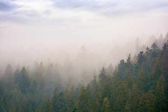 coniferous forest in autumn. gloomy weather with overcast sky. foggy nature background © Pellinni