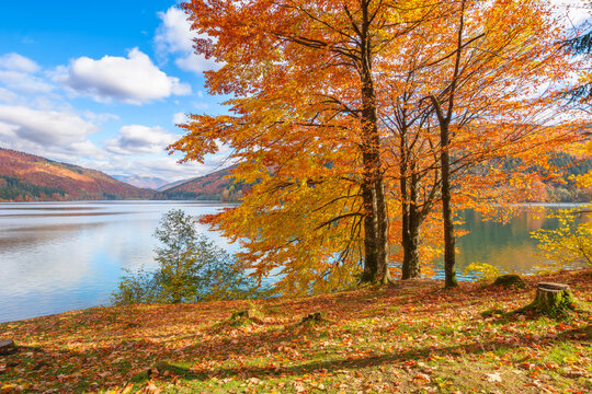 countryside scenery at the lake in autumn. forest in fall colors on the shore covered in fallen foliage. wonderful mountain landscape on a sunny afternoon with clouds and sky reflecting in the water