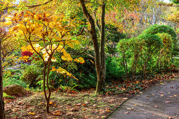 Naklejka premium View of autumn park with trees, bushes and fallen leaves