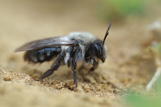 Closeup on a female Grey-backed mining bee, Andrena vaga sitting