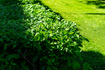 Green bushes and lawn in summer, top and side view