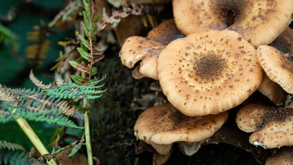 Close-up of fungus growing on a forest floor