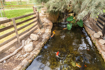 Pond  with ornamental fish in Gan Guru kangaroo park in Kibutz Nir David in the north of Israel