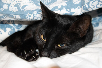 Close up of black cat