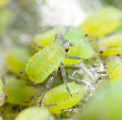 Small green aphids on a tree leaf.