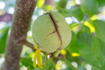 Ripe walnut on the branches of a tree.