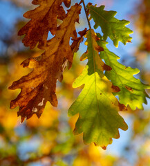 Leaves on an oak tree in autumn.