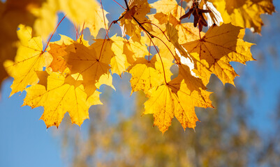 Naklejka na ściany i meble Yellow maple leaves on the tree in autumn.
