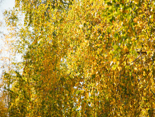 Yellow leaves on a birch tree in autumn.