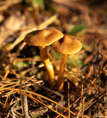 Not a edible mushroom in the woods.