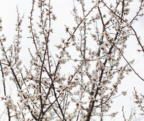 Fototapeta na wymiar White flower on an apricot tree.