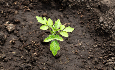 Tomato seedling in the ground in spring.