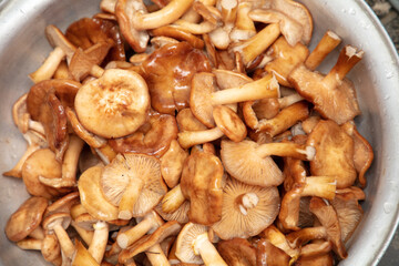 Mushrooms honey agarics as a background.