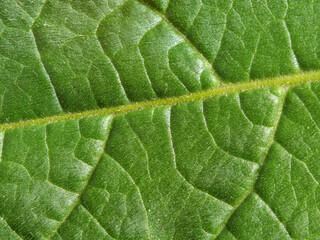 Macro background of a green leaf, texture of green leaves - in detail