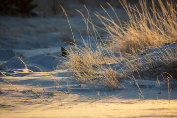 Dry grass on the snow at sunset.