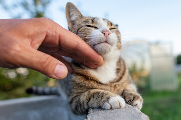 Caressing a cat with a hand in nature.