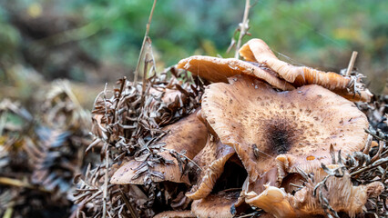 Close-up of fungus growing on a forest floor