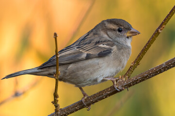 A Sparrow Sitting on a Branch is Surrounded by a Warm Background