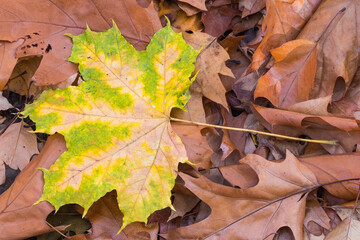A Maple Leaf with Green Edges is Stacked on Pile of Fallen Rusty Leaves