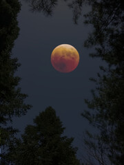 Composite image of blood moon framed by tree branches