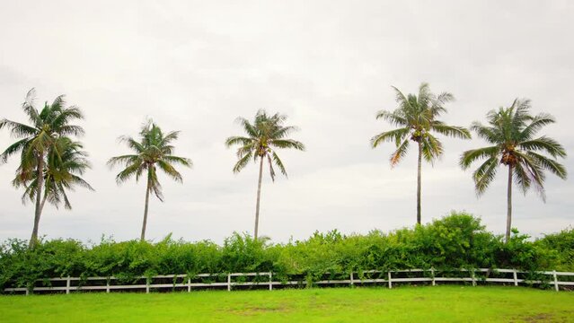 Beautiful Tall coconut palm trees in Florida. Row Palms on the ocean shore. Sunny white sky, Amazing Summer nature landscape background. High quality 4k footage